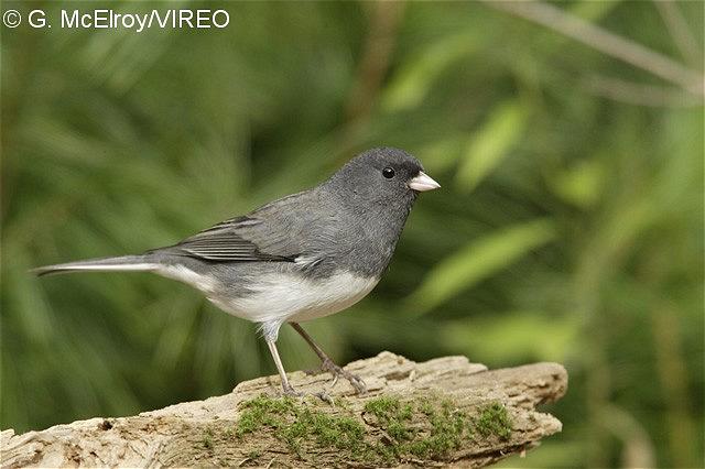 Dark-eyed Junco